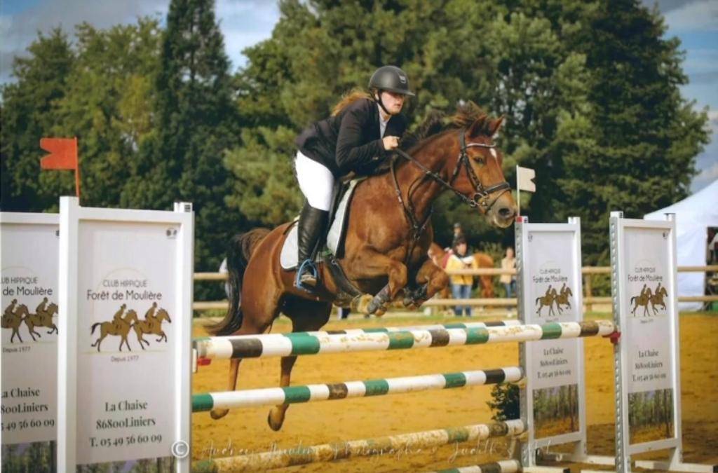 Gelding Origin Recorded For sale 2009 Liver chestnut