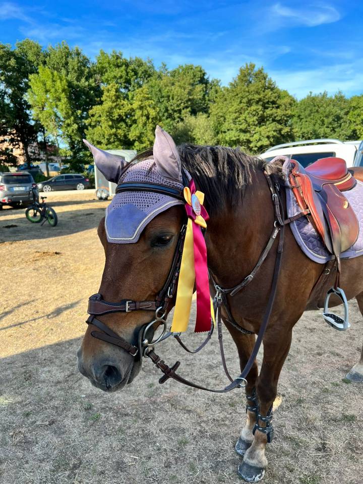 Gelding Origin Recorded For sale 2009 Liver chestnut