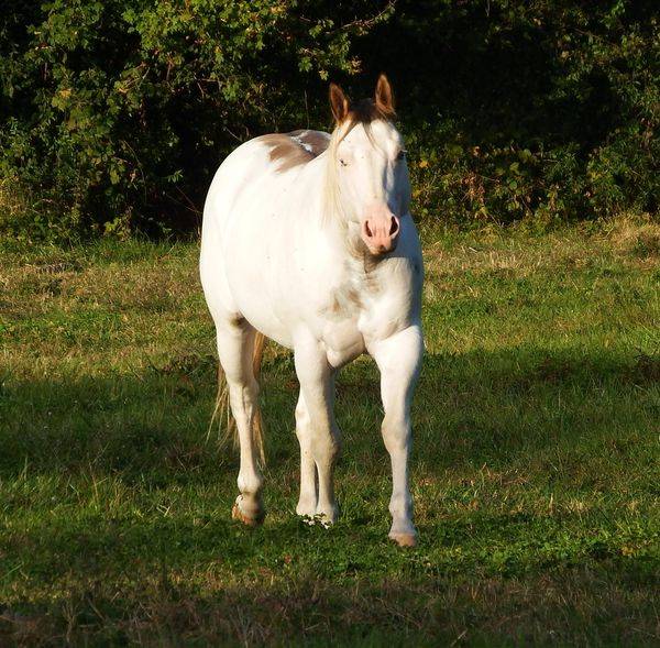 ec kash royal lynx - Paint 2020 by chuck midnight taly