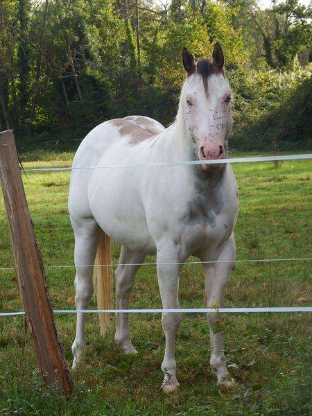 ec kash royal lynx - Paint 2020 by chuck midnight taly