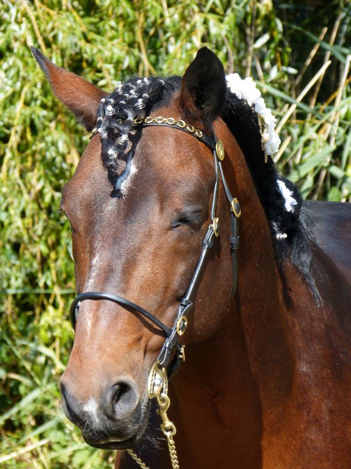 Cleggan's Boy de Coux - Connemara 2012 by Village sparrow