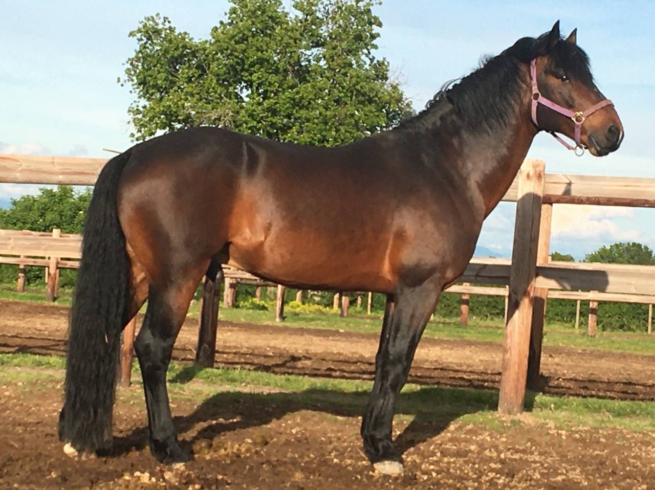 Cleggan's Boy de Coux - Connemara 2012 by Village sparrow