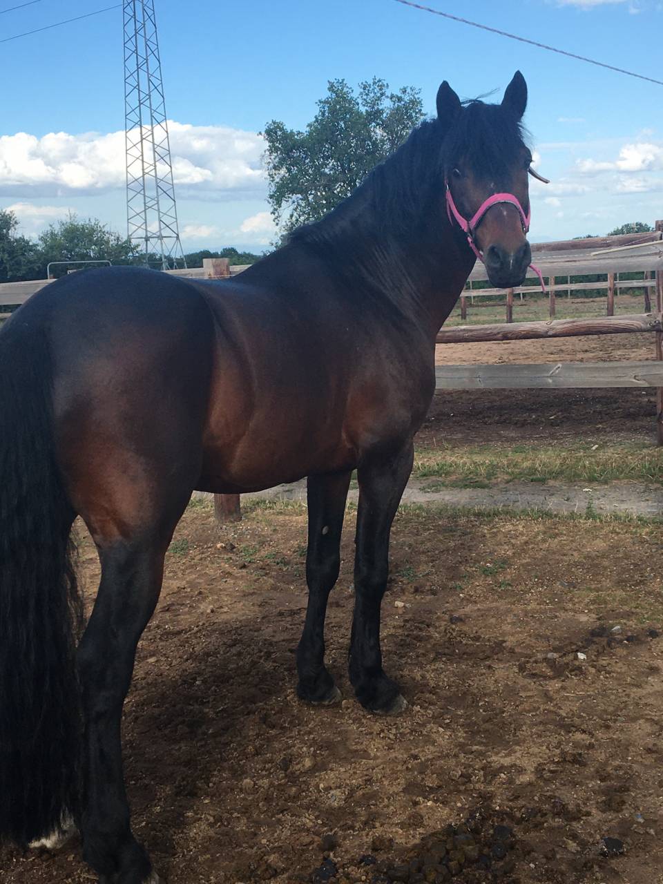 Cleggan's Boy de Coux - Connemara 2012 by Village sparrow