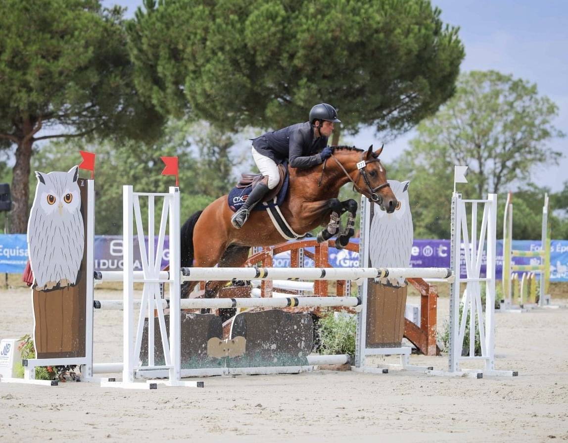 Stallion New Forest For sale 2017 Bay