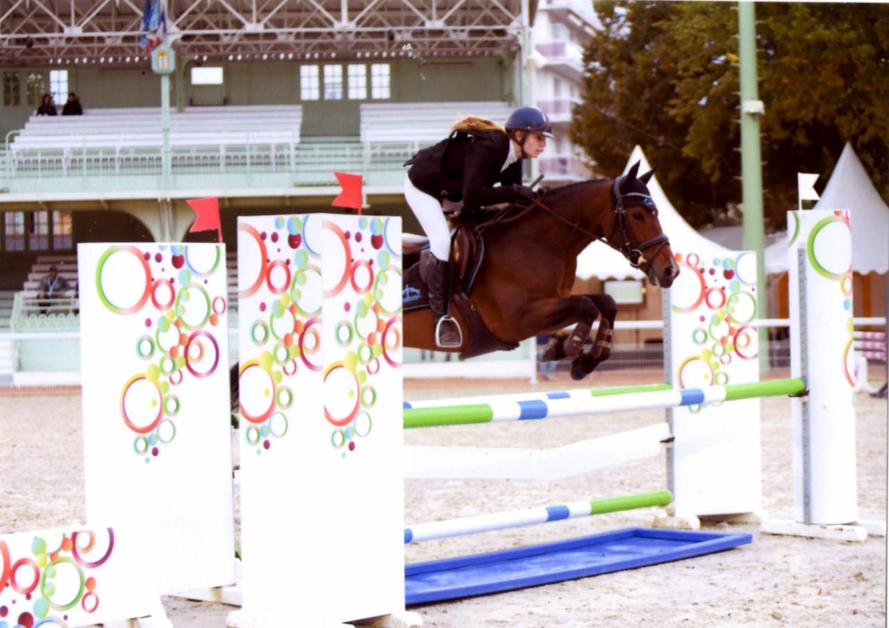 Gelding French Saddle Pony For sale 2013 Bay