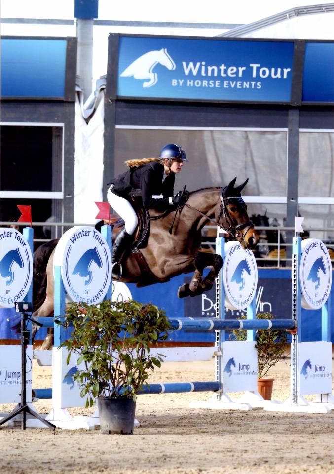 Gelding French Saddle Pony For sale 2013 Bay