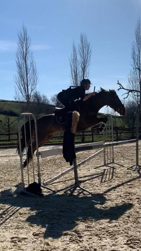 Gelding French Saddle Pony For sale 2013 Bay