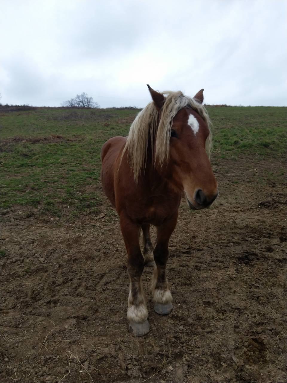 Entire Comtois For sale 2020 Chesnut