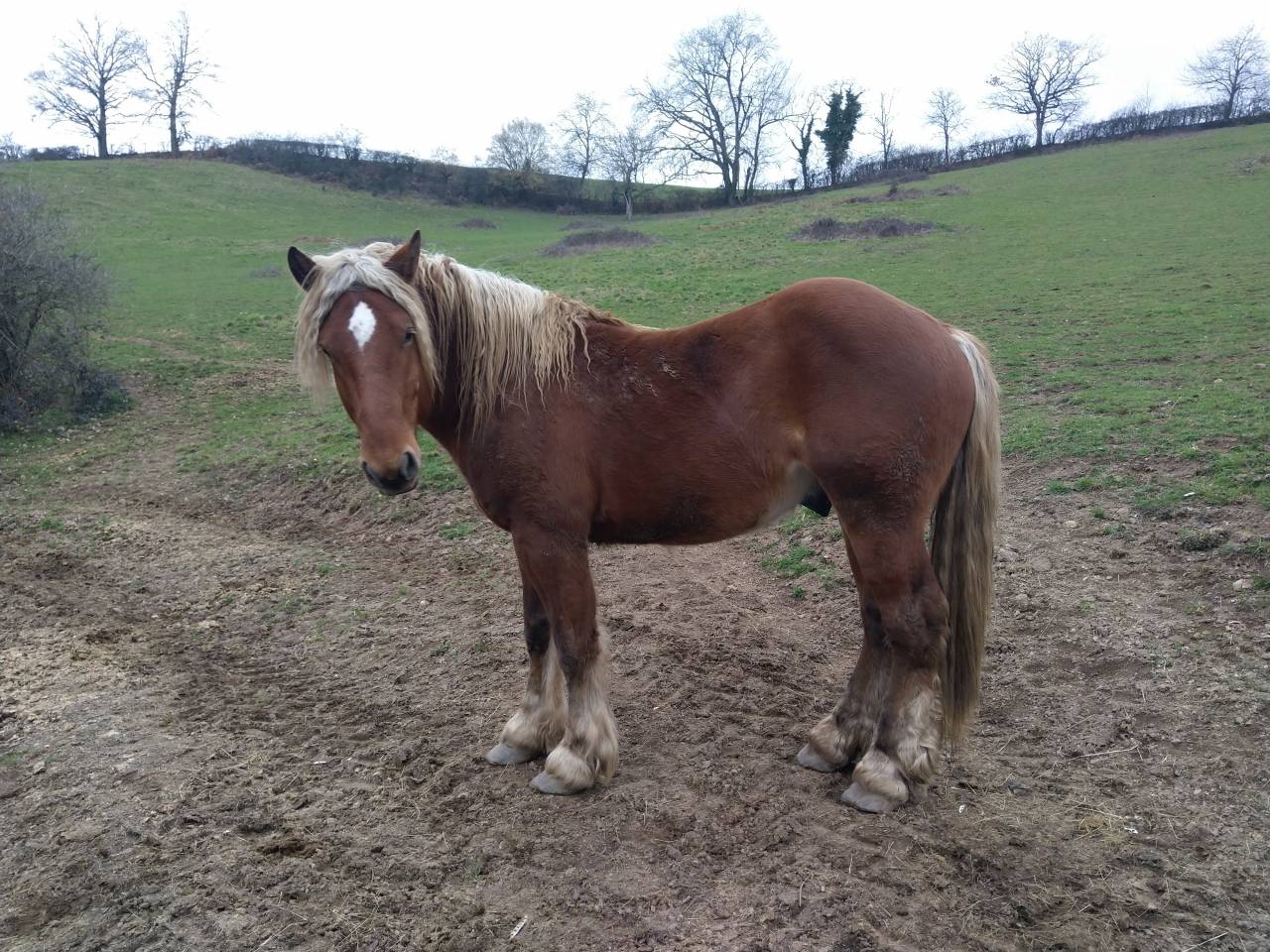 Entire Comtois For sale 2020 Chesnut