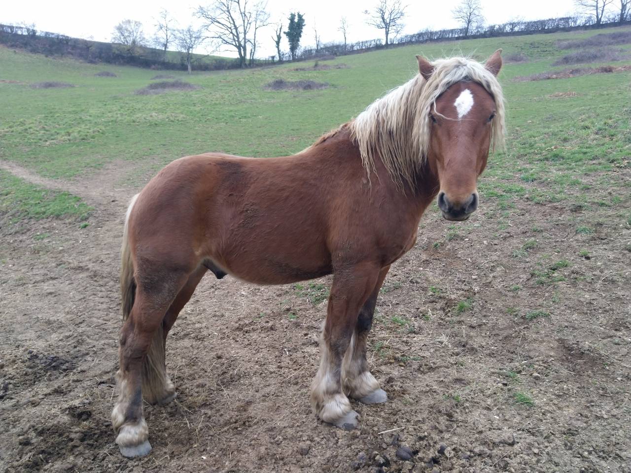 Entire Comtois For sale 2020 Chesnut