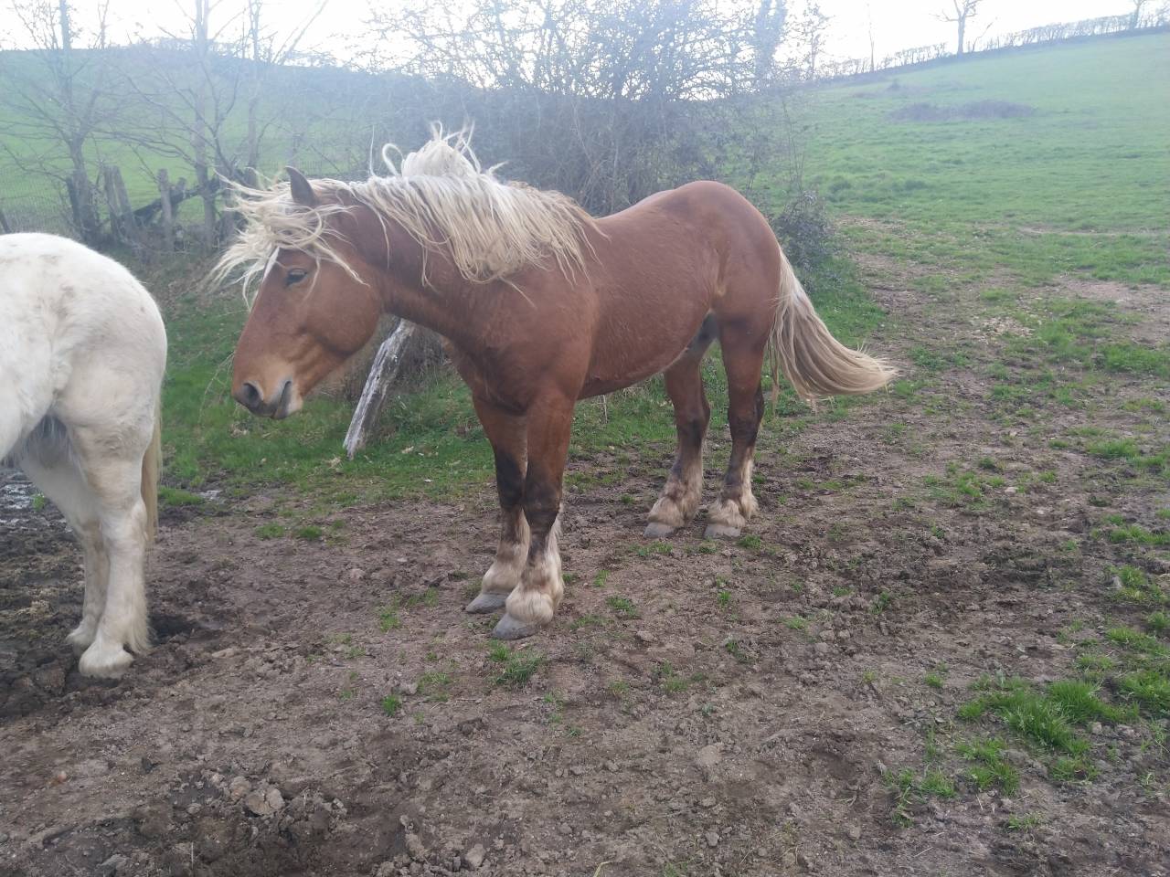 Entire Comtois For sale 2020 Chesnut