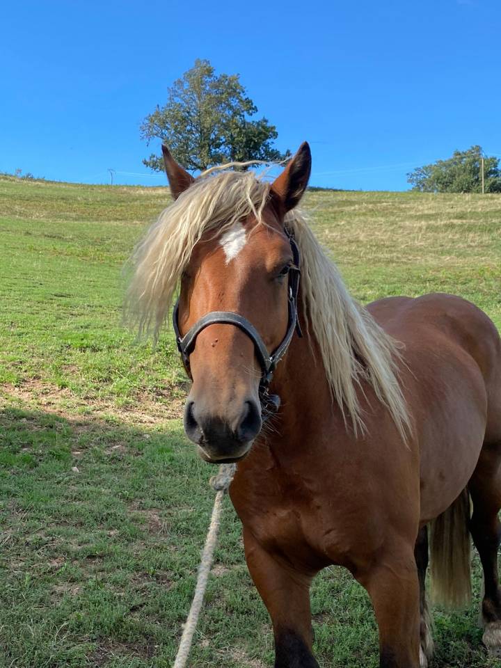 Entire Comtois For sale 2020 Chesnut