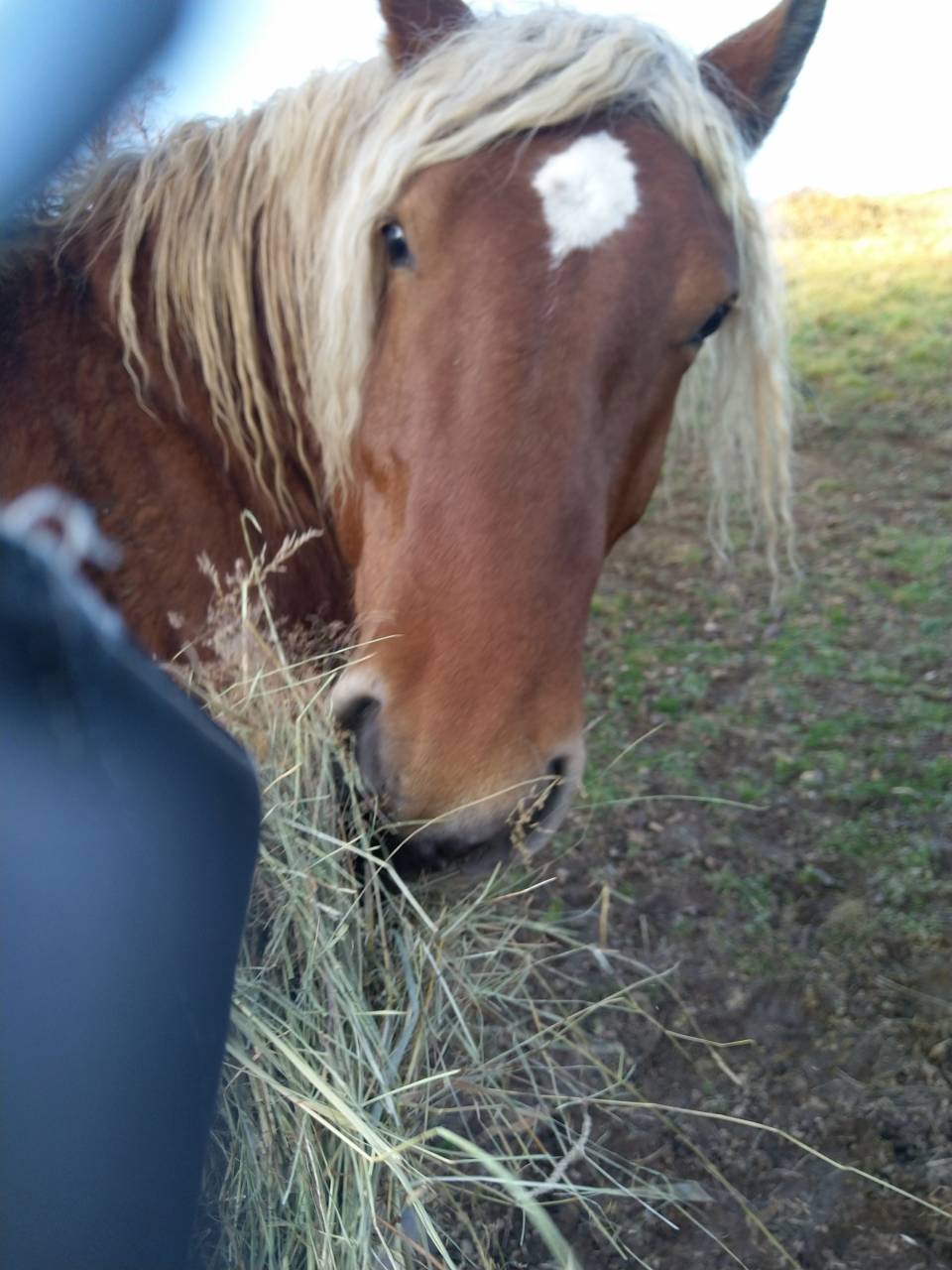 Entire Comtois For sale 2020 Chesnut