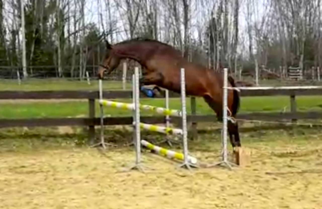 Mare KWPN Dutch Warmblood For sale 2017 Bay