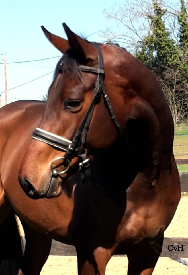Mare KWPN Dutch Warmblood For sale 2017 Bay