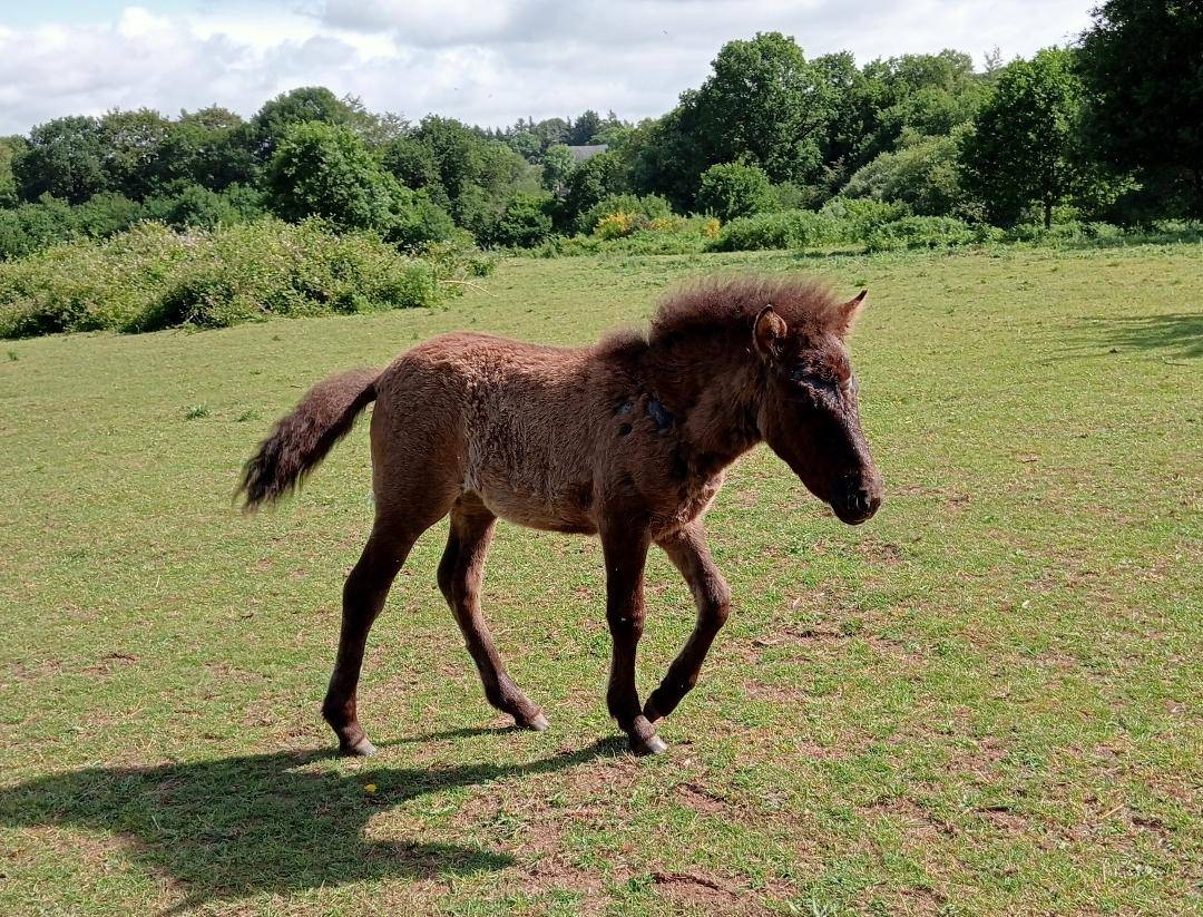 Filly Curly For sale 2023 Black