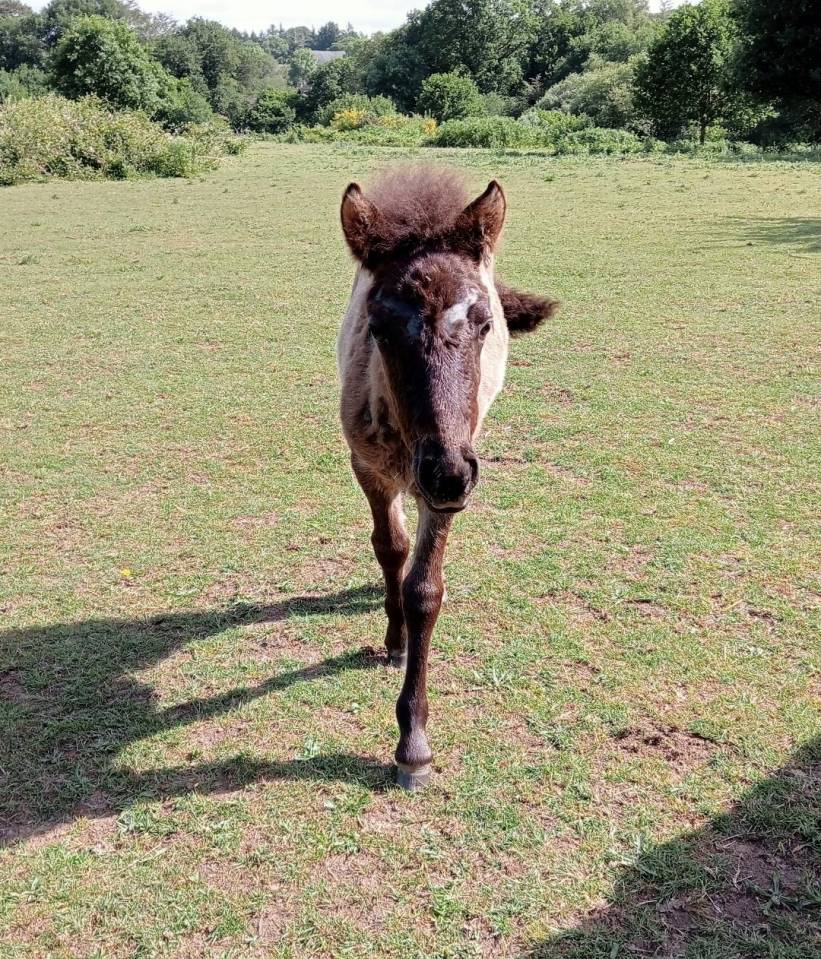 Filly Curly For sale 2023 Black