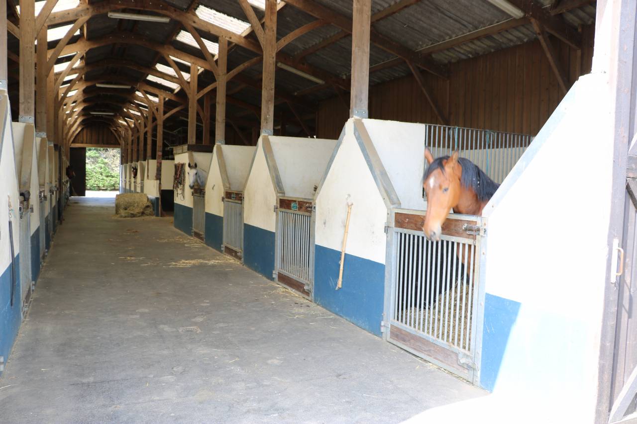 Stud farm  Orne