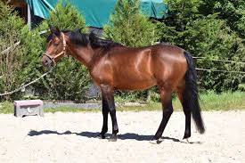 Najisco d'haryns  - French Saddle Pony 2001 by LINARO SL