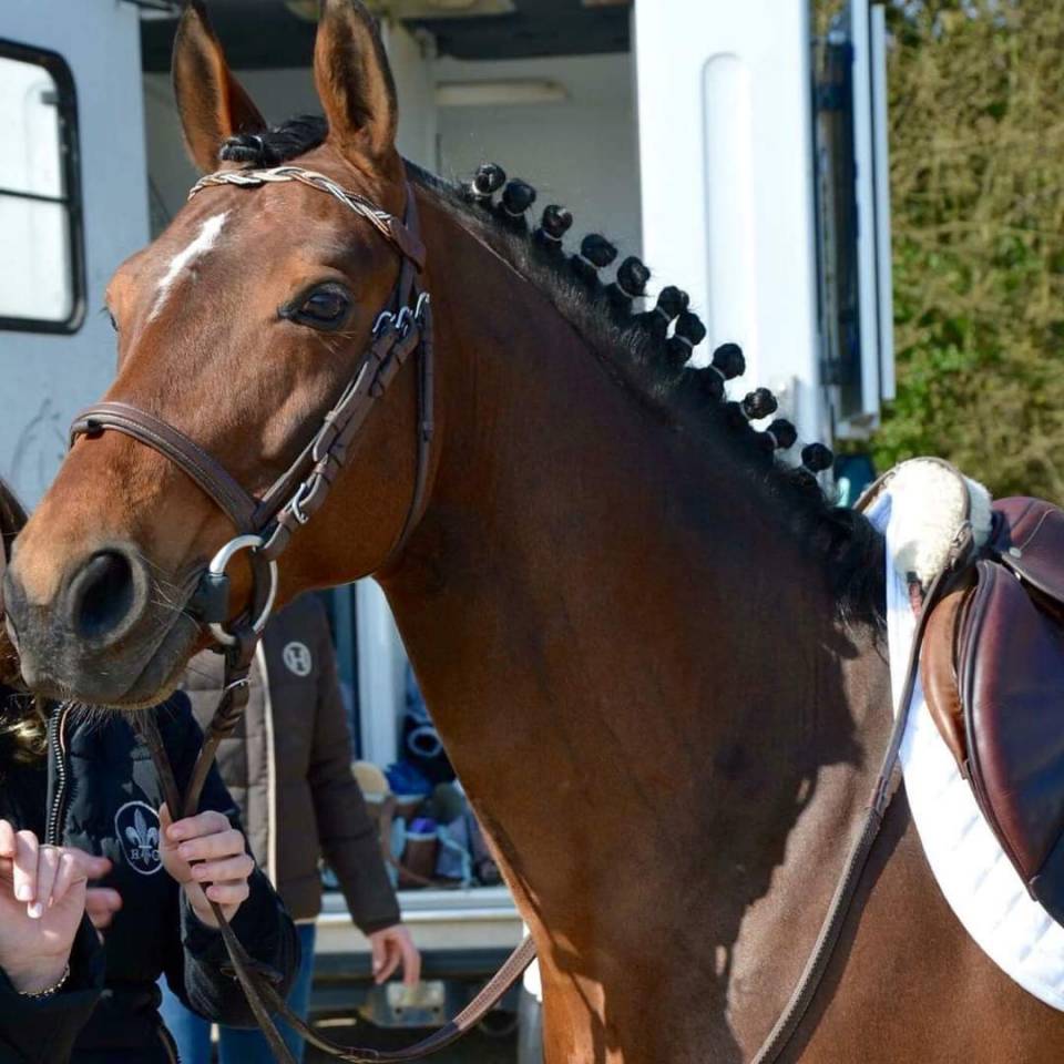 Najisco d'haryns  - French Saddle Pony 2001 by LINARO SL