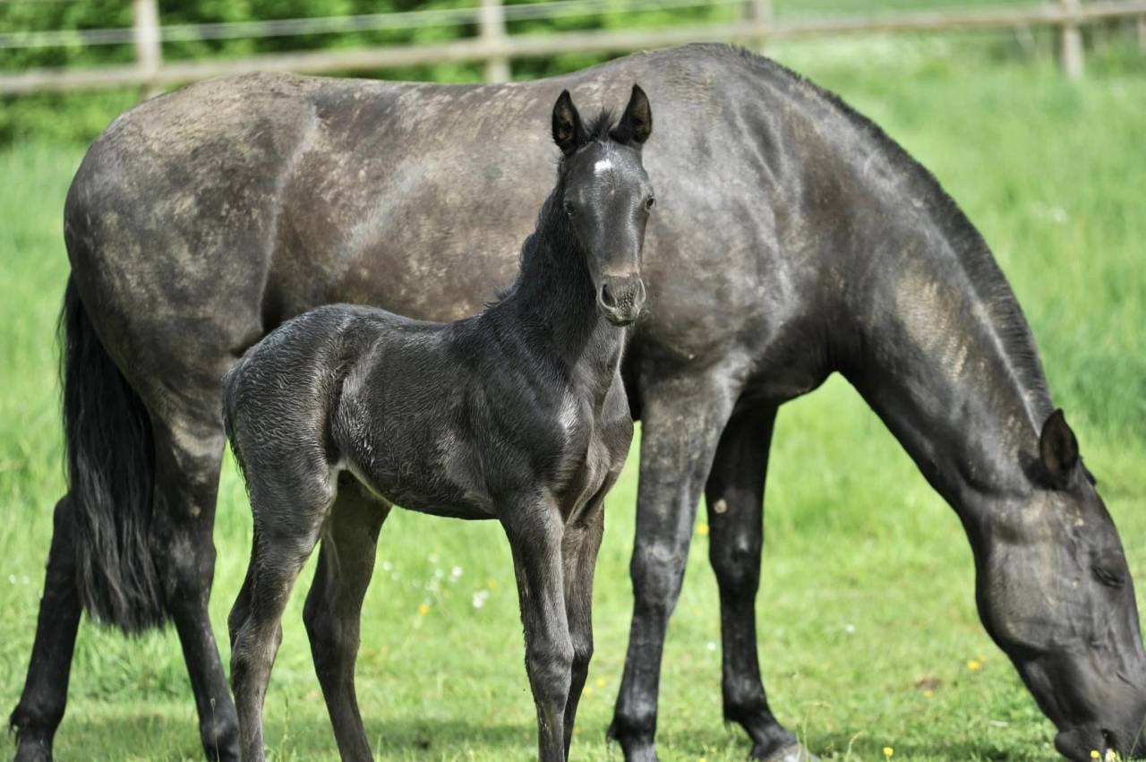 Haras des Sylves | Horse breeders > Breeders, Iberian horses