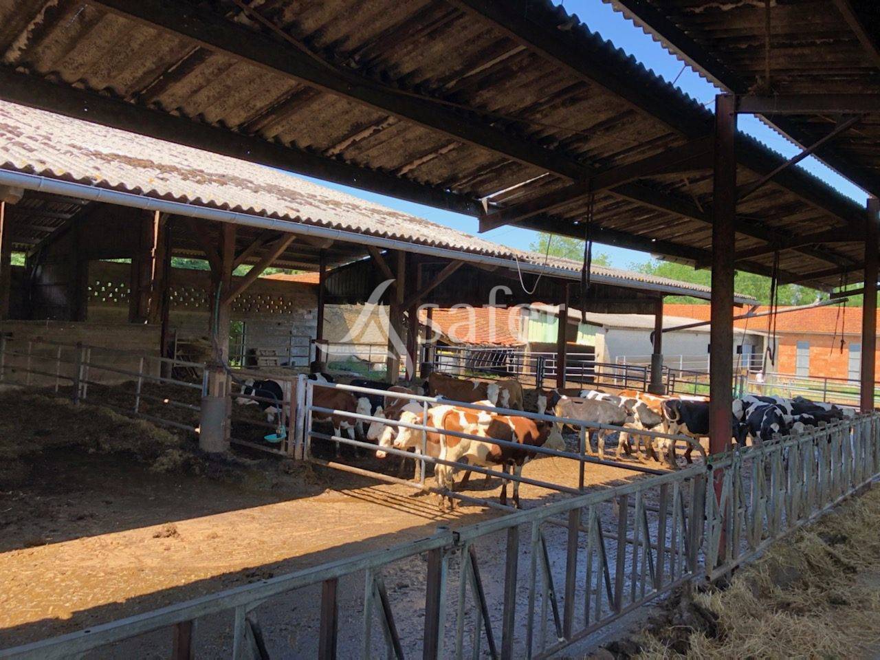 Dairy farm  Dordogne