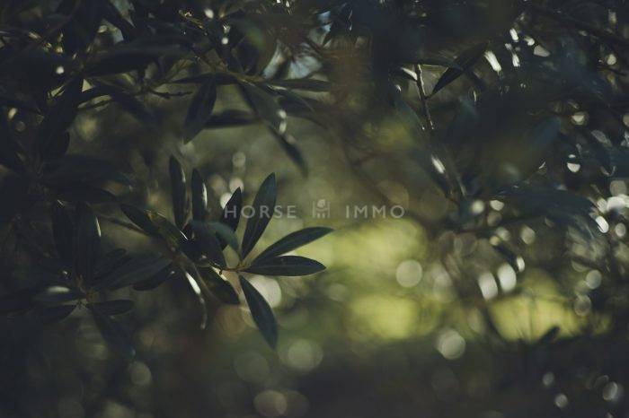 Luxurious equestrian property  Bouches-du-Rhône