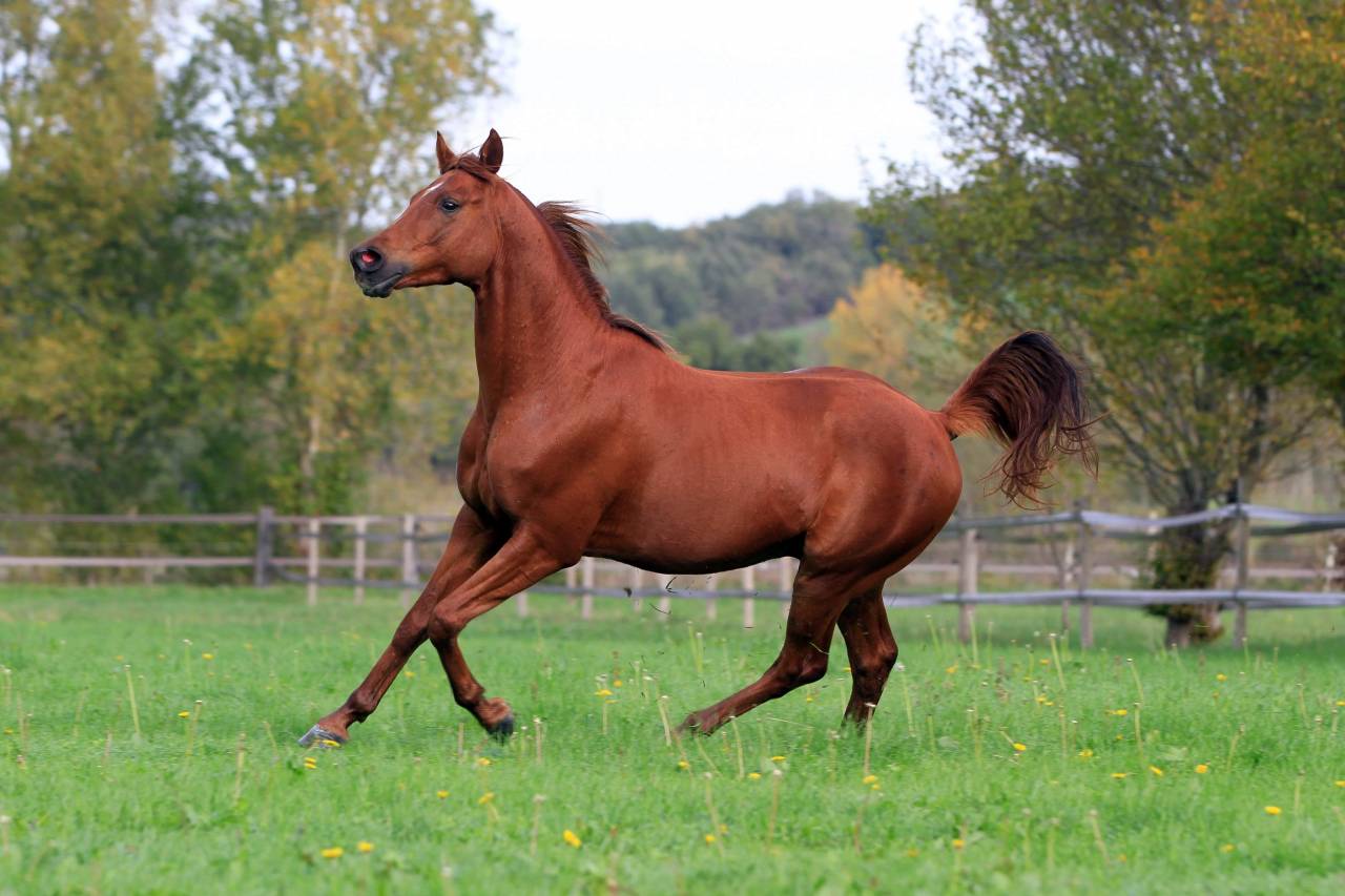 Awan Al Ashai - Arabian Thoroughbred 2018 by Al Mamun Monlau