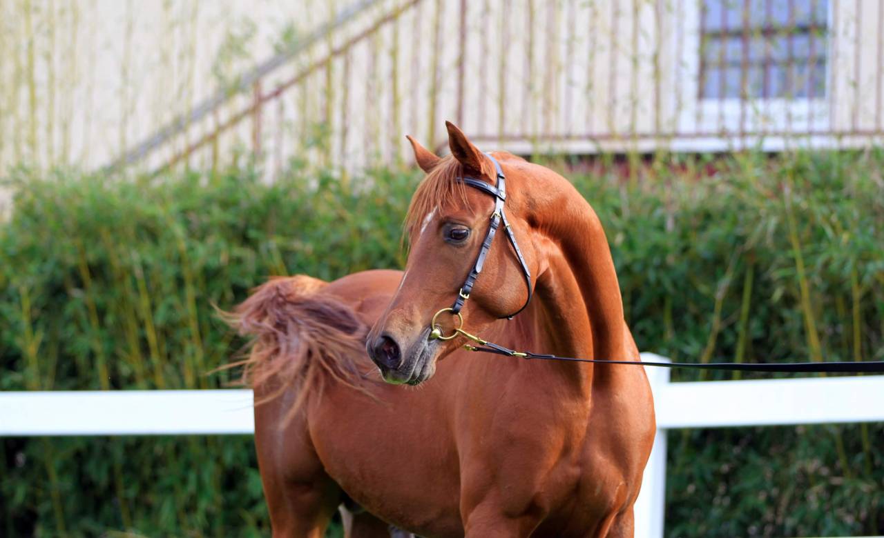 Awan Al Ashai - Arabian Thoroughbred 2018 by Al Mamun Monlau