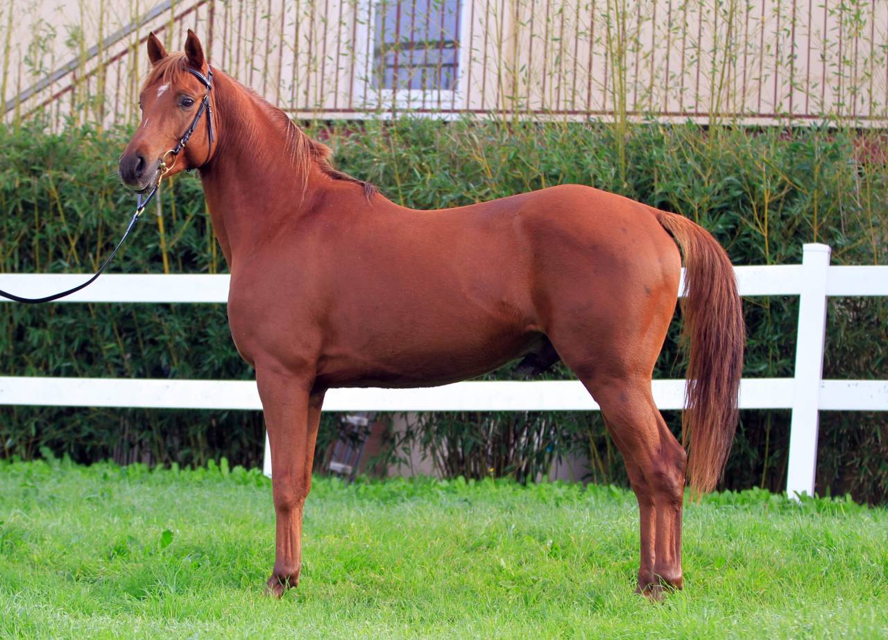 Awan Al Ashai - Arabian Thoroughbred 2018 by Al Mamun Monlau