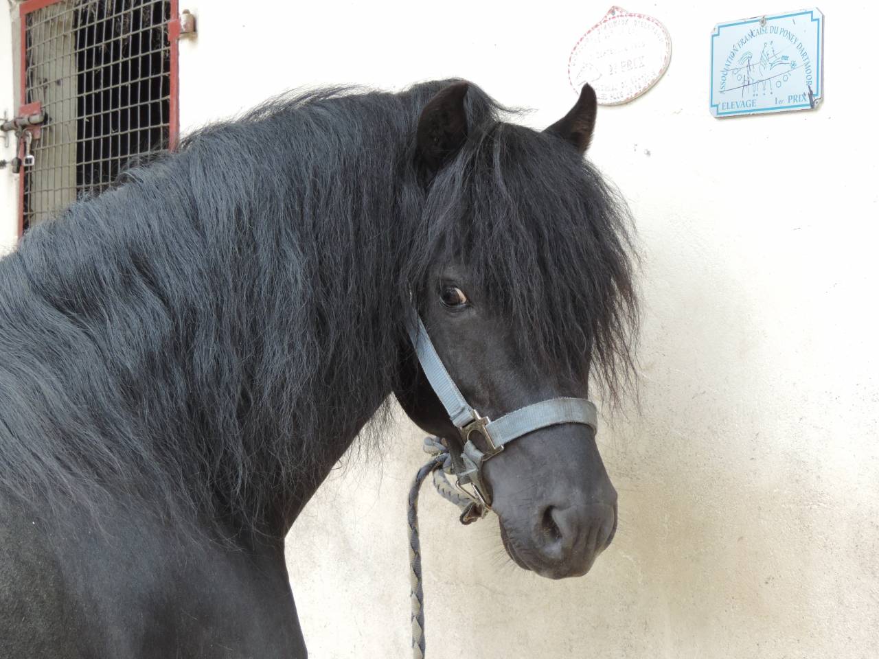 ROYAL BLUE WINSMILL - Dartmoor 2005 by HEAVEN