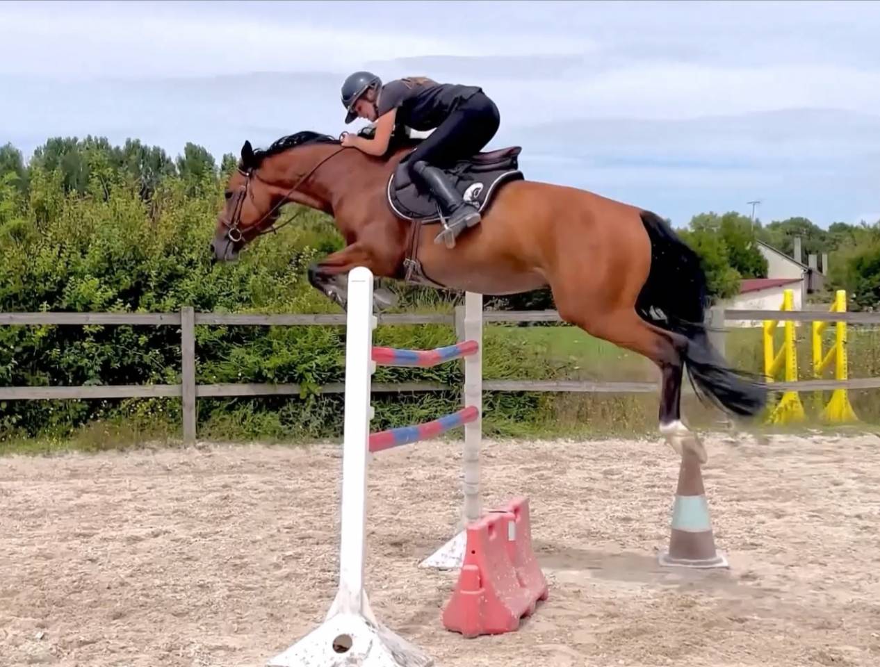Gelding Selle Français For sale 2017 Bay