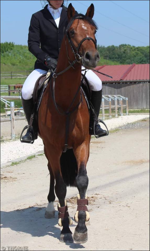 Gelding Selle Français For sale 2017 Bay