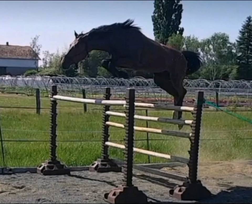 Gelding Selle Français For sale 2017 Bay