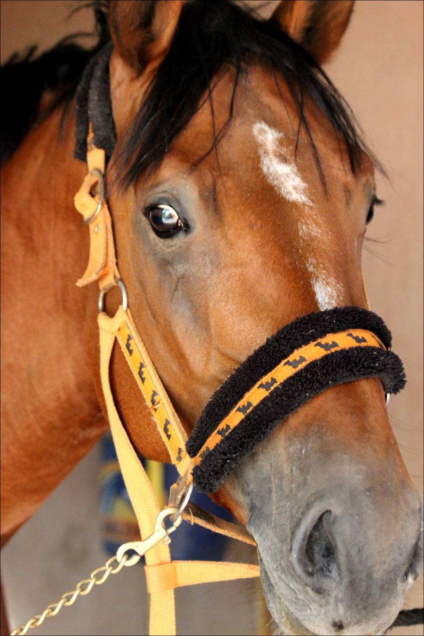 Gelding Selle Français For sale 2017 Bay