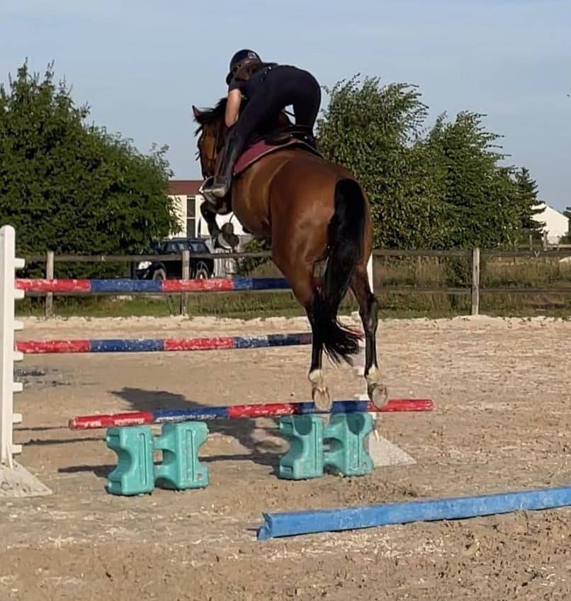 Gelding Selle Français For sale 2017 Bay