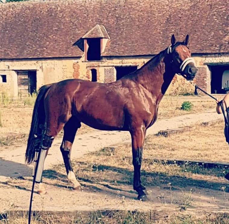 Gelding Selle Français For sale 2017 Bay