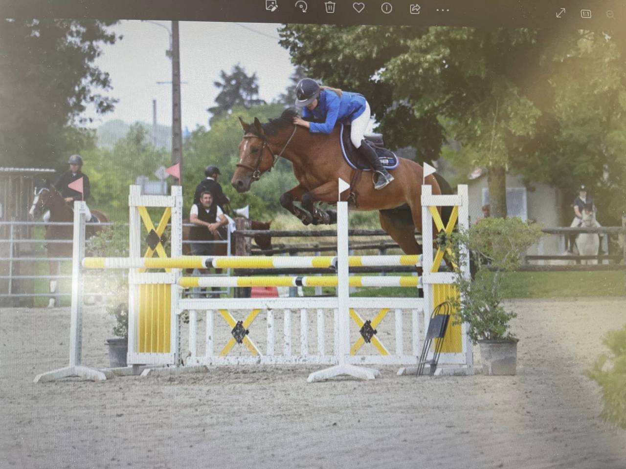 Gelding Selle Français For sale 2017 Bay