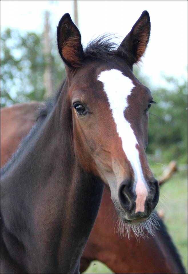 Colt Selle Français For sale 2023 Dark Bay