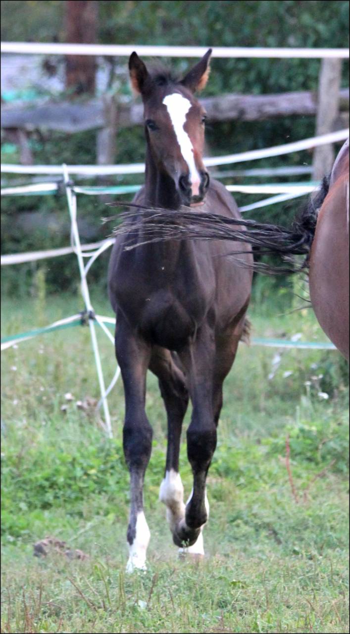 Colt Selle Français For sale 2023 Dark Bay