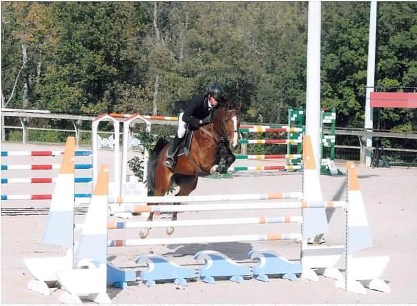 Colt Selle Français For sale 2023 Dark Bay