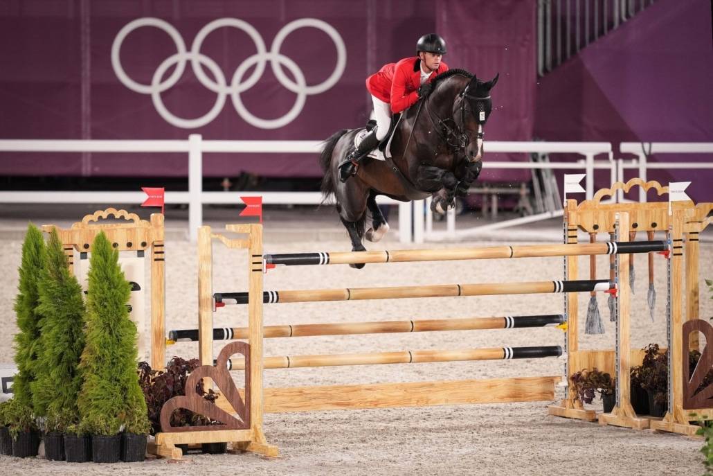 Colt Selle Français For sale 2023 Dark Bay