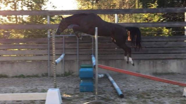 Colt Selle Français For sale 2023 Dark Bay