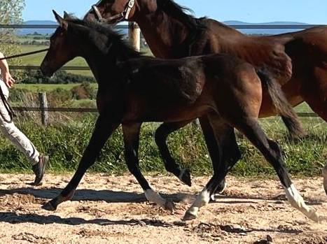 Colt Selle Français For sale 2023 Dark Bay