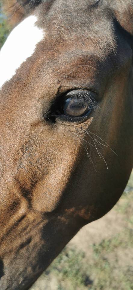 Colt Selle Français For sale 2023 Dark Bay
