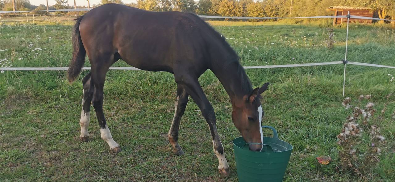 Colt Selle Français For sale 2023 Dark Bay