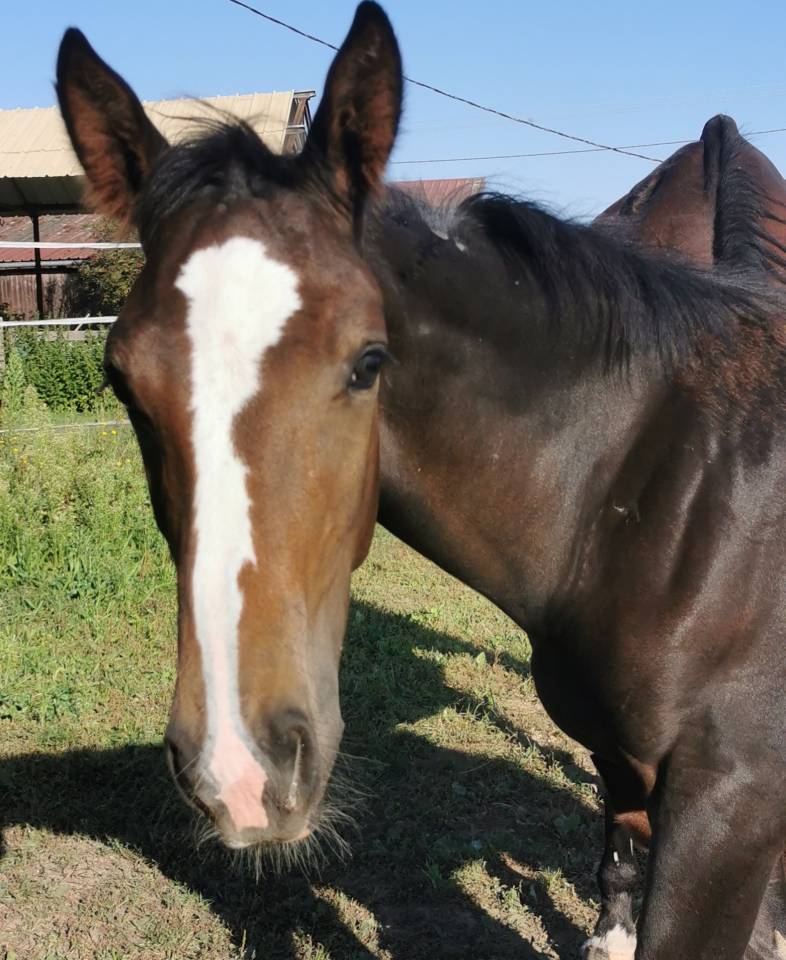 Colt Selle Français For sale 2023 Dark Bay