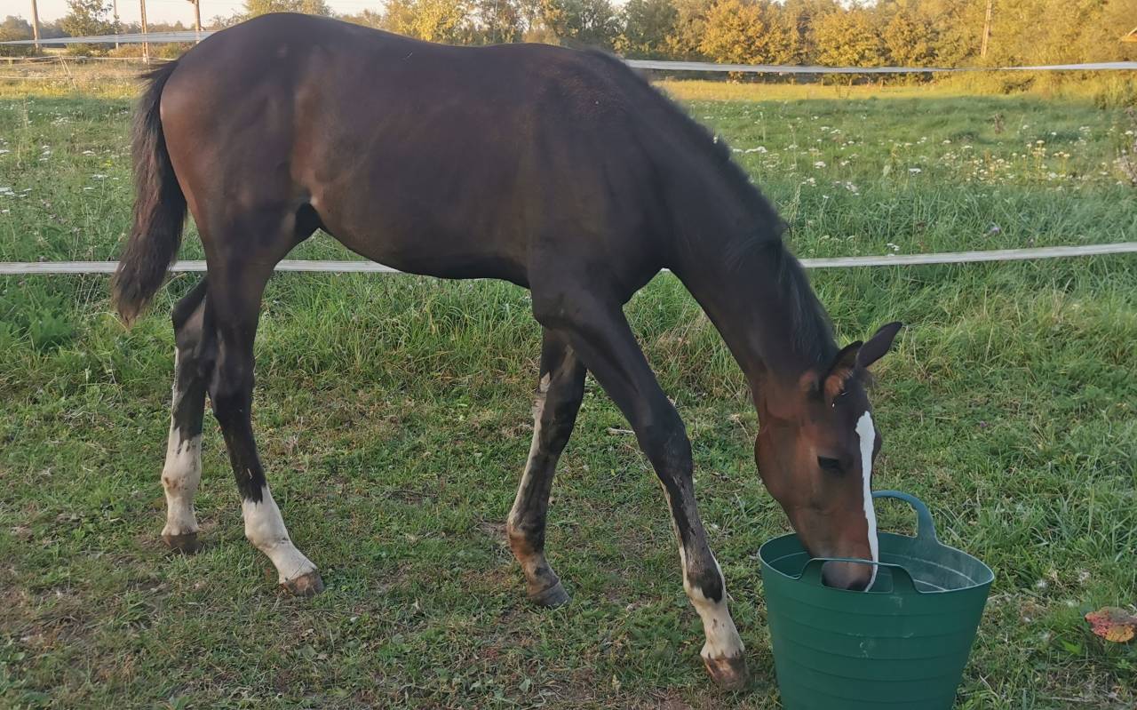 Colt Selle Français For sale 2023 Dark Bay