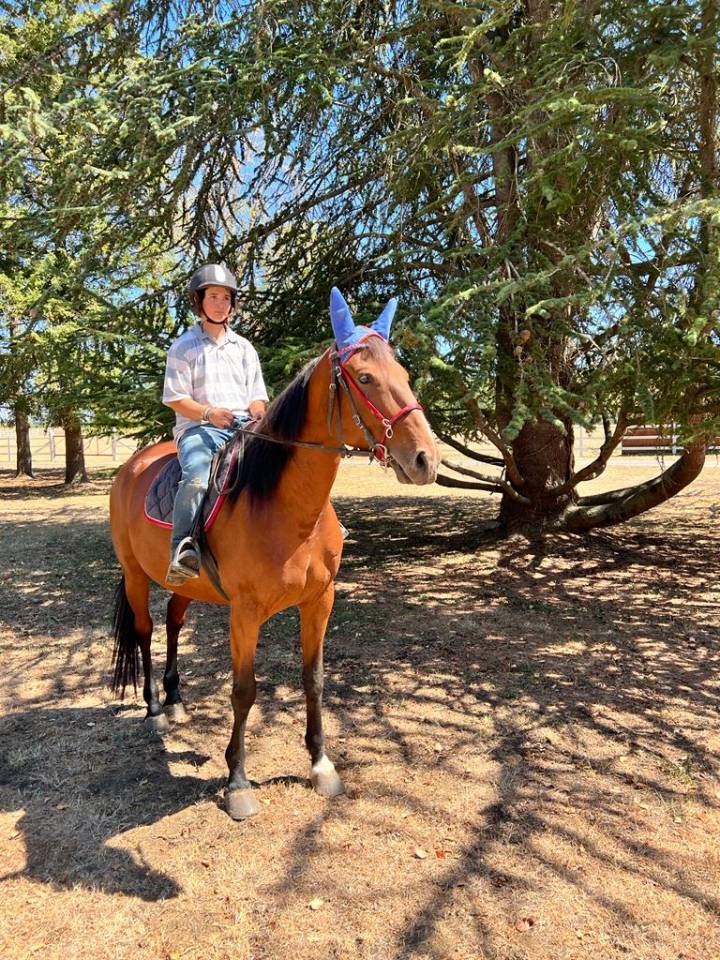 Mare French Trotter For sale 2018 Bay