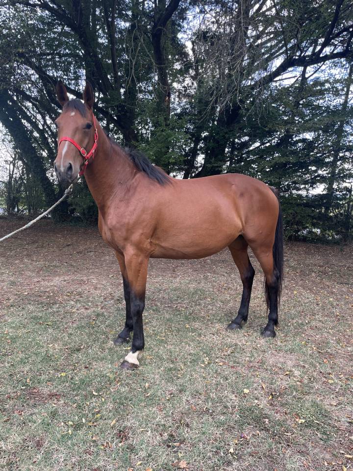 Mare French Trotter For sale 2018 Bay